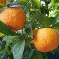 gorzka pomarańcza na odchudzanie